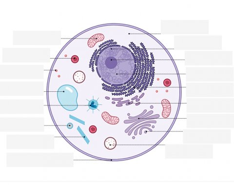 Cell diagram animal Molecular Expressions